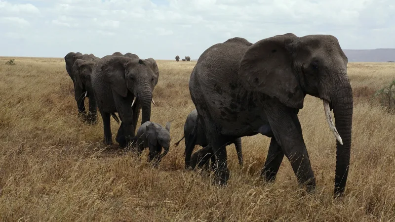 Southern Tanzania — 9-Day Safari Adventure
