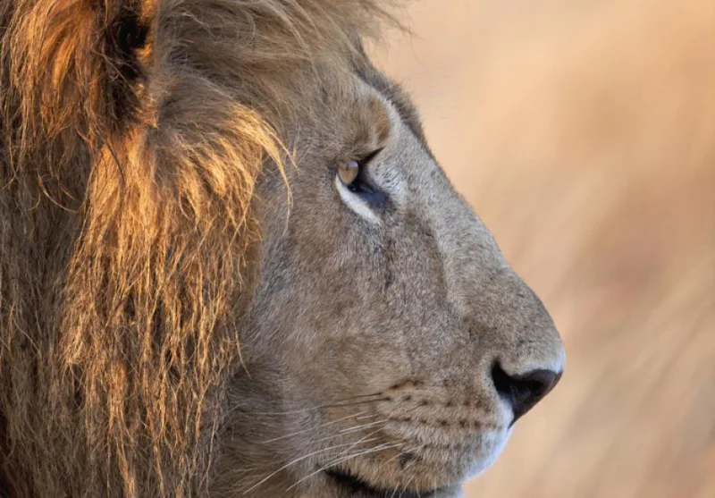 Lion at close quarters