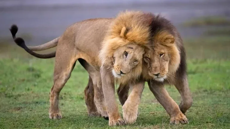 Two males patrolling