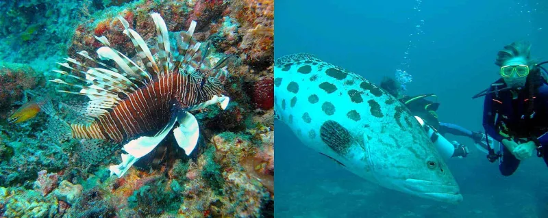 Diving & Bubble Boat Cruise