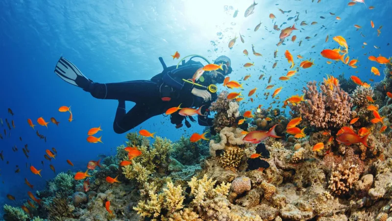 Diving & Bubble Boat Cruise