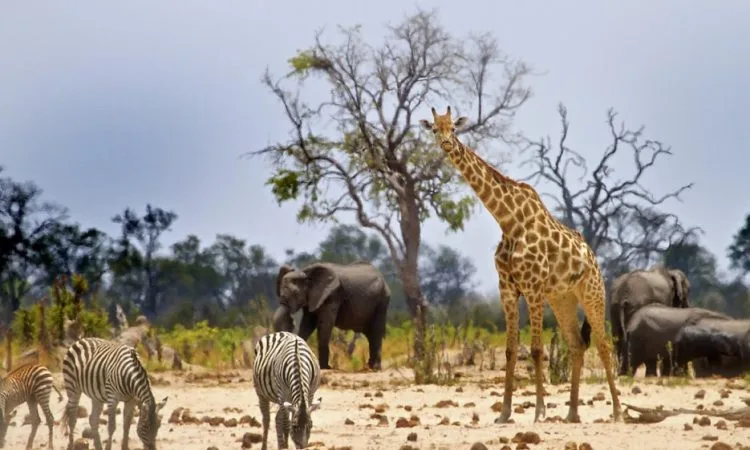5-Day Tarangire & Ngorongoro Explorers' Safari