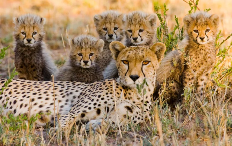 Classic 7-Day Serengeti Safari
